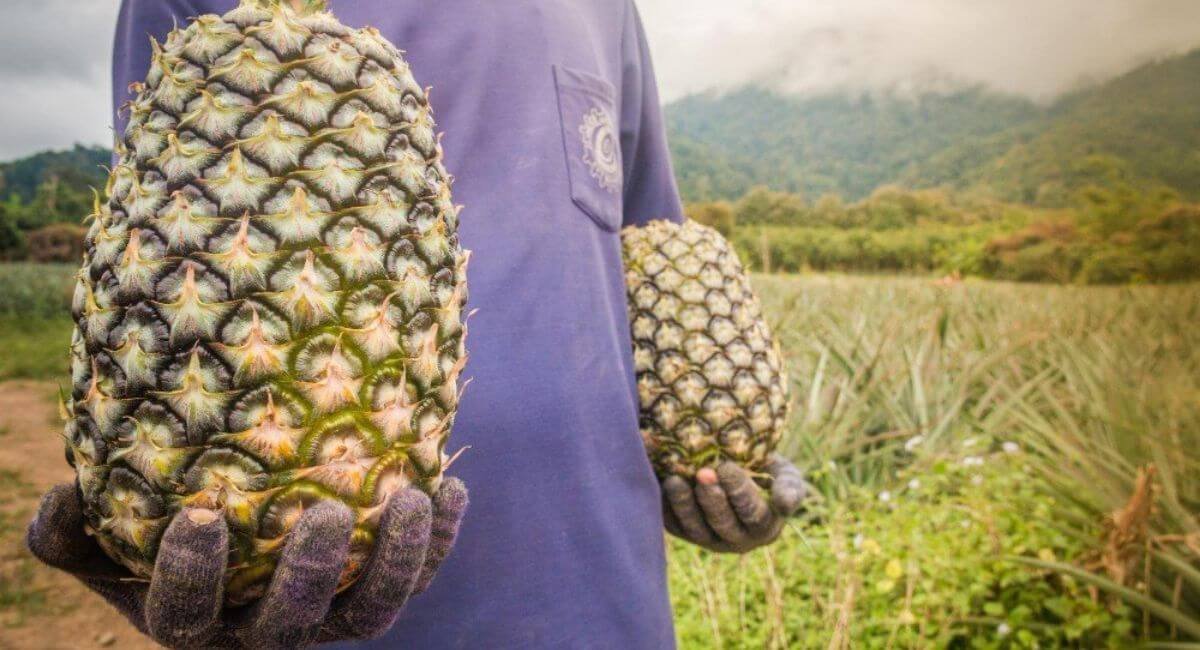Abacaxi Uma Fruta Tropical
